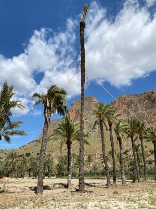 La Concejalía de Medio Ambiente de Orihuela realiza con éxito el trasplante de una palmera datilera monumental de 17 metros después de seis meses de ser plantada