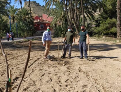 La Concejalía de Medio Ambiente realizará nuevas plantaciones de árboles frutales en el Palmeral oriolano