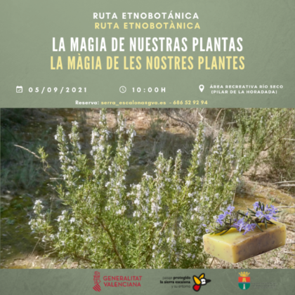Pinar de Campoverde de Pilar de la Horadada, evento: Inscripción a la ruta etnobotánica 'La magia de nuestras plantas', organizada por el 'Paisaje Protegido de Sierra Escalona' de la Comunitat Valenciana